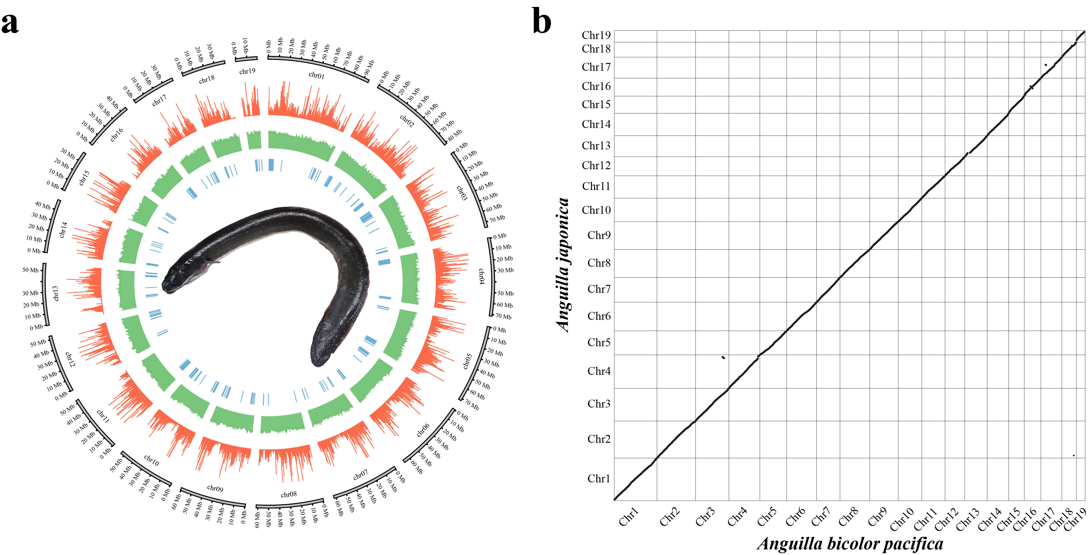 Highly contiguous genome assembly and gene annotation of the short ...