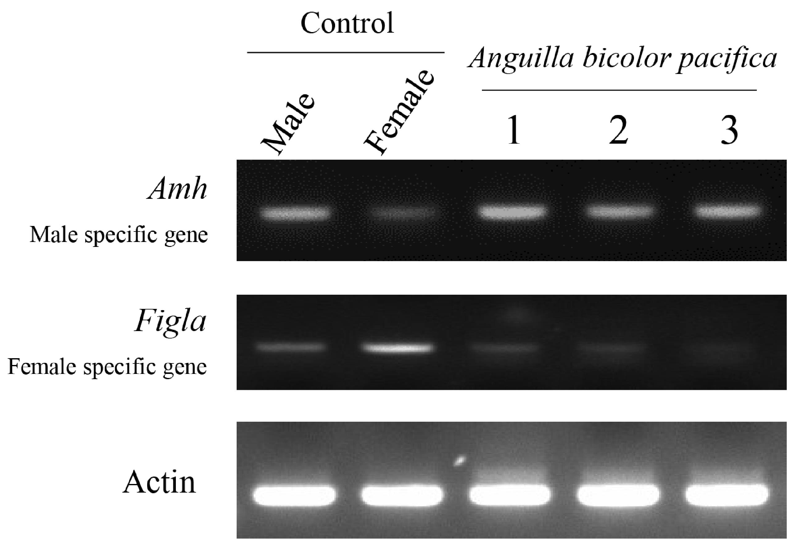 Highly contiguous genome assembly and gene annotation of the short ...